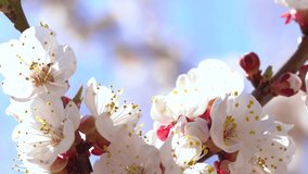 Beautiful spring sunny floral backround. Closeup view of beautiful flowers of apricot tree isolated at blue sky. Real time full hd video footage.