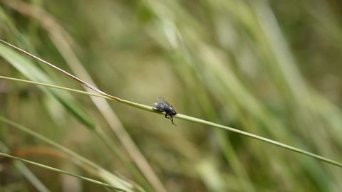 Closeup of a little housefly cleaning itself on the stem of a grass