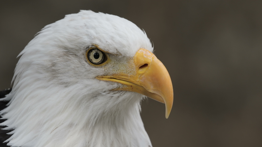 Eagle Eye. A Close Look at the Vision of the King of Birds. AI Generative  26604279 Stock Photo at Vecteezy
