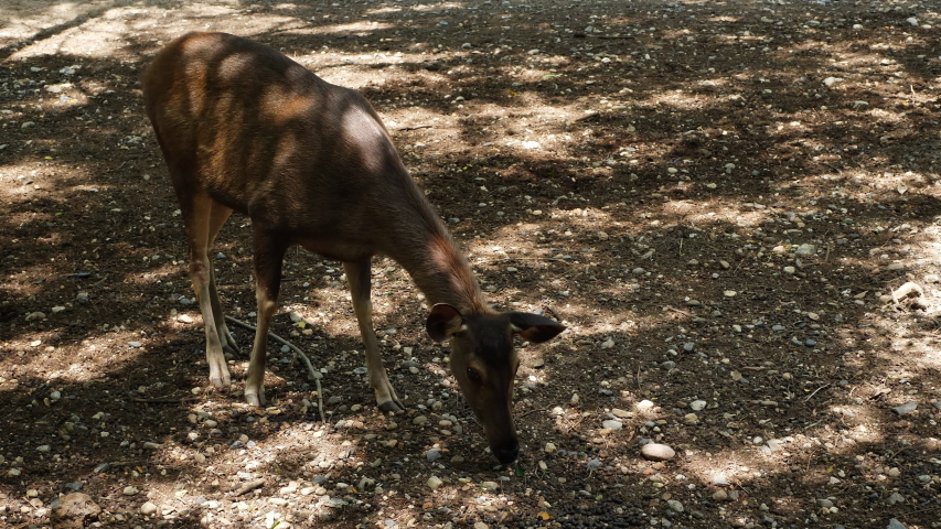 Brown deer wild life animal | Shutterstock HD Video #1034439860
