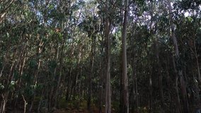 beautiful green eucalyptus forest background nature