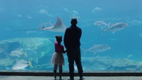father with little girl at aquarium looking at fish tank teaching curious child about sea life dad showing daughter marine animals in oceanarium