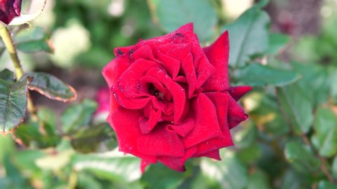 Stunning 4k Red Rose Closeup Stock Footage Video 100 Royalty Free 20877448 Shutterstock