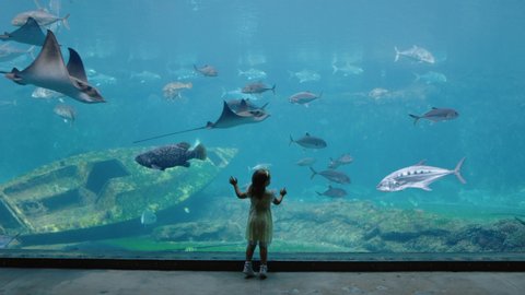 little girl in aquarium looking at stingray swimming in tank curious child watching marine animals in oceanarium having fun learning about sea life in aquatic habitat