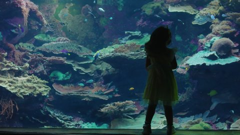 young girl at aquarium watching fish swimming in tank curious child looking at marine life in oceanarium coral reef habitat having fun learning 4k
