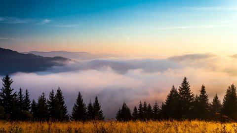 Magnificent Panoramic View Coniferous Forest On Stock Photo 1042958161 