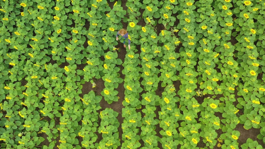 young redhead female running and having fun in beautiful yellow sunflower field