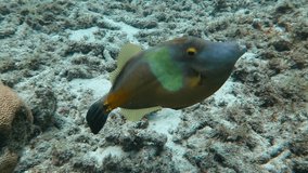 Whitespotted filefish (Cantherhines macrocerus) swimming in the sea. Tropical marine animal. Underwater video from scuba diving with fish. Aquatic wildlife.