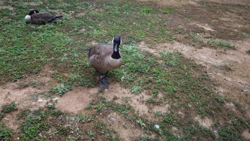 Super close up shot of a curious friendly goose bird, inspecting outside in nature during summer. Close up of a goose waddling.