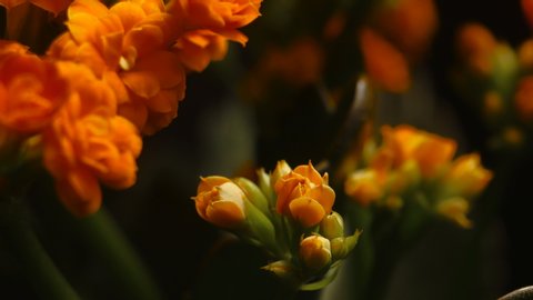 Spring flowers opening. Beautiful Spring flower blossom open timelapse, extreme close up. Blooming backdrop on black 4K