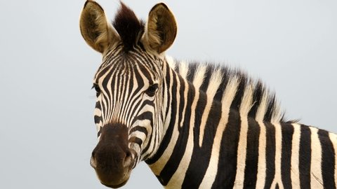 Close up: Portrait of adult zebra. Head looks around, is startled and runs away, out of frame. Isolated on light blue sky, with mane blowing in the breeze. Slow motion