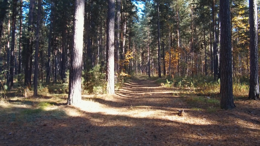 Walk through a mixed pine and birch taiga forest in autumn season. Siberia, Russia