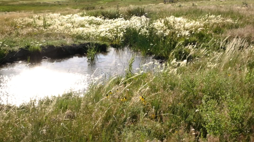 Grasses blowing in a wind around a small well pond