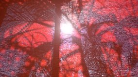 Beauitiful shadows of palmtrees growing outdoor seen on red curtain of big window. Slow motion full hd video footage.