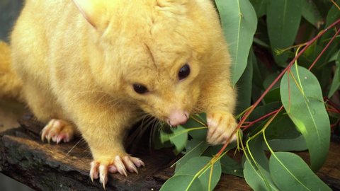 Australian brushtail possum eating leaves