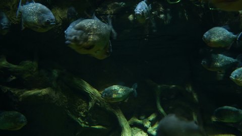 Piranha fish swim underwater in tropical rainforest river.