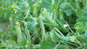 Ripe green pea pods in the garden. Natural and healthy vegetables