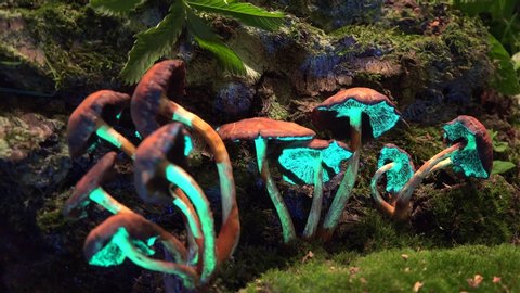 Biofluorescence of the mushrooms in UV lighting.