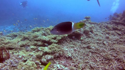 Ringtail Maori Wrasse swimming across coral reef in East China Sea, Kerama Islands, Okinawa, Japan