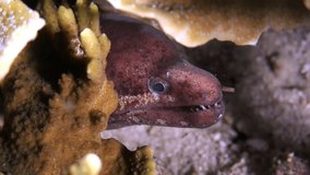 Moray eels hiding under coral in underwater of Philippine Sea. Macro video about underwater wildlife in marine life world of sea. Concept of diversity of fish species in underwater environment.