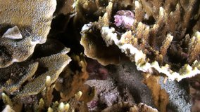 Moray eels hiding under coral in underwater of Philippine Sea. Macro video about underwater wildlife in marine life world of sea. Concept of diversity of fish species in underwater environment.
