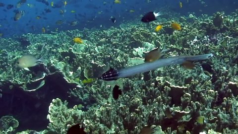 Flute fish (Chinese Trumpetfish) on background of school of fish and coral reef in underwater Philippine Sea. Actinopterygii fish in underwater marine life world of Philippine Sea.