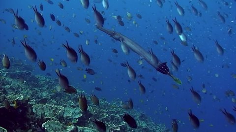 Flute fish on background of school of fish on coral reef in underwater Philippine Sea. Chinese Trumpetfish (Actinopterygii fish) in underwater marine life world of Philippine Sea.
