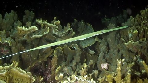 Yellow Chinese Trumpetfish on background of coral reef in underwater Philippine Sea. Flute fish in marine life world. Concept of diversity of fish species in underwater environment.