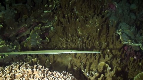 Yellow Chinese Trumpetfish on background of coral reef in underwater Philippine Sea. Flute fish in marine life world. Concept of diversity of fish species in underwater environment.