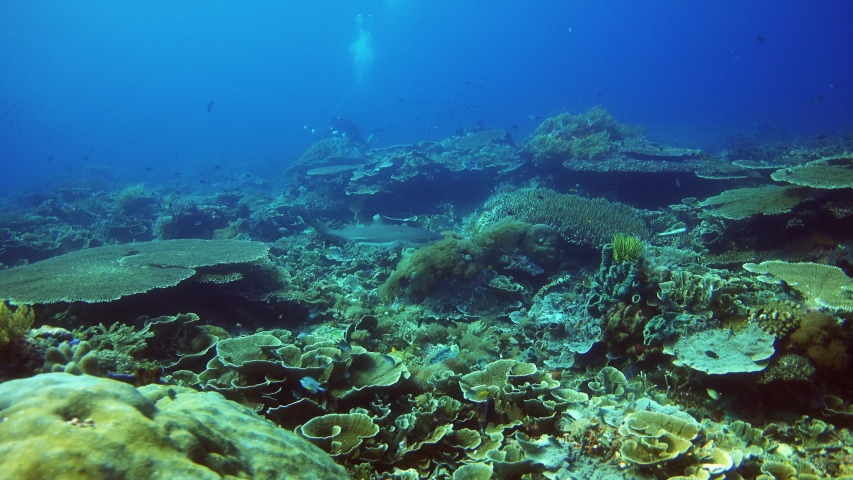Underwater footage of blacktip reef shark (Carcharhinus melanopterus) swimming along pristine hard and soft coral reef with various fishes around and diver in the background. The camera is going over
