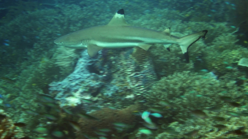 Underwater footage of blacktip reef shark (Carcharhinus melanopterus) swimming along pristine hard and soft coral reef with various fishes around. The camera is following the shark.