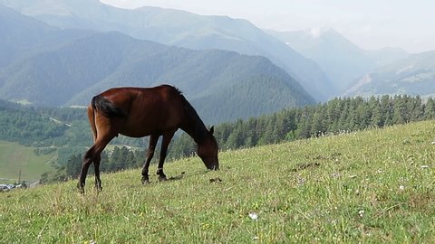 Brown horse eats juicy grass on a green meadow in the mountains on a Sunny summer day Georgia Omalo