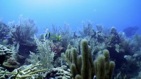 Seabed in underwater in underwater Caribbean Sea. Concept of diversity of fish species and marine, inhabitants in tropical life of underwater wildlife, wild nature of sea lagoon.