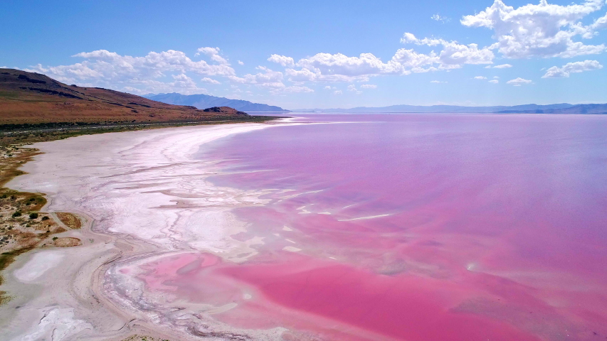 Aerial view flying along shoreline of pink lake in Utah as the Great Salt Lake has halophilic bacteria that changes the color.