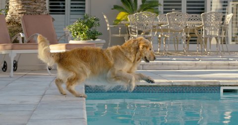 happy dog jumping in swimming pool playing game fetching toy ball golden retriever playfully enjoying summer cute furry canine having fun splashing 4k
