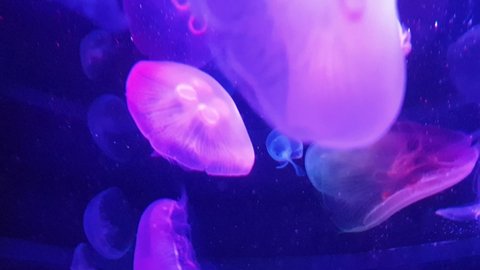Beautiful jellyfish in purple lighting shot