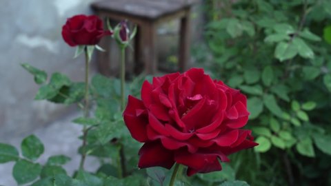Red English roses in traditional garden with green leaves