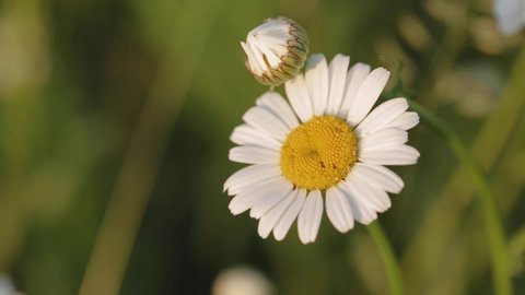 Chamomile flower is lightly swayed in the wind.