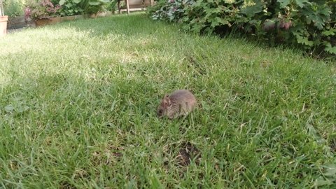 Small Cute Mouse Outside Eating Grass From A Backyard Garden