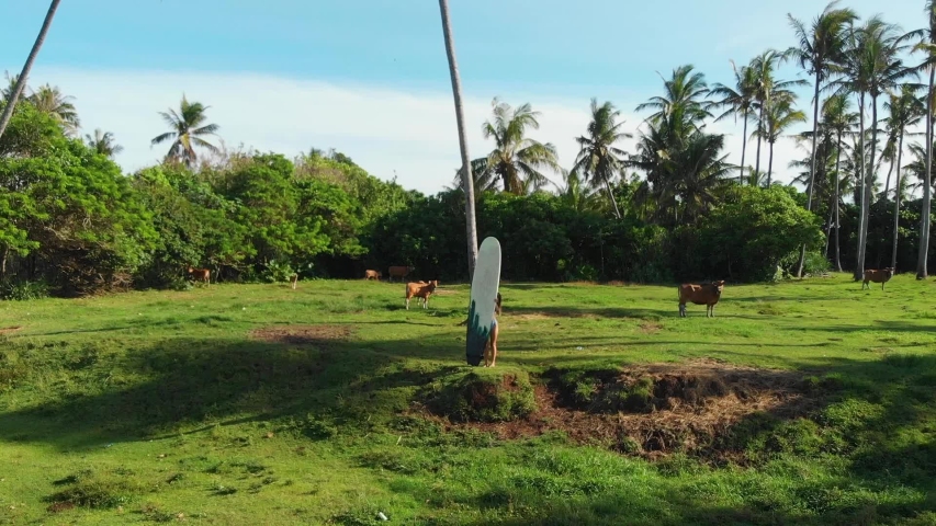 Attractive woman coming from behind of surfing board. Beautiful green Bali beach with preserved nature. Luxury vacation concept, drone dolly in shot