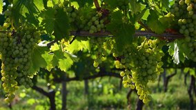 Bunches of white grapes in a Chianti vineyard on a sunny day in the countryside near Florence in the summer. Tuscany, Italy. 4K UHD Video.