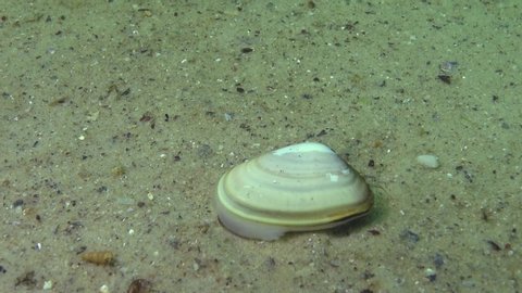 Mollusk quickly burrows in the sand, Black Sea, (Donax trunculus), the abrupt wedge shell or wedge clam, is a bivalve species in the family Donacidae. 