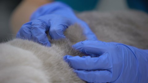 Gloved hands looking for fleas and mites in thick animal fur, pet health care