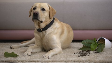 Innocent labrador dog lying near broken potted plant, undisciplined house pet