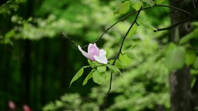 Nice spring flower magnolia tree branch nature macro 4k video close up