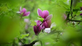 Nice spring flower magnolia tree branch nature macro 4k video close up