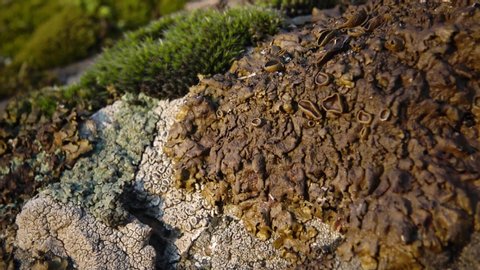 Different species of lichens and moss on the granite banks of the Southern Bug River, Ukraine