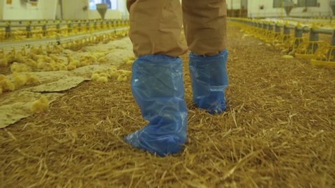 Unrecognizable farmer walks in poultry farm for checking process. 4K.