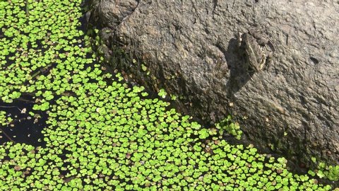 (Lemna minor) the common duckweed or lesser duckweed, is an aquatic freshwater plant of the genus Lemna. River Southern Bug, Ukraine.