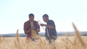 teamwork smart farming. two farmers work in a wheat field. farmers explore are studying. man with digital tablet Wheat Field summer in the field wheat lifestyle bread. slow motion video. farmer Smart